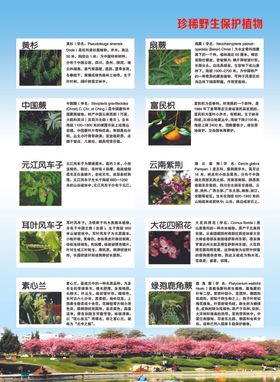 野生保护植物