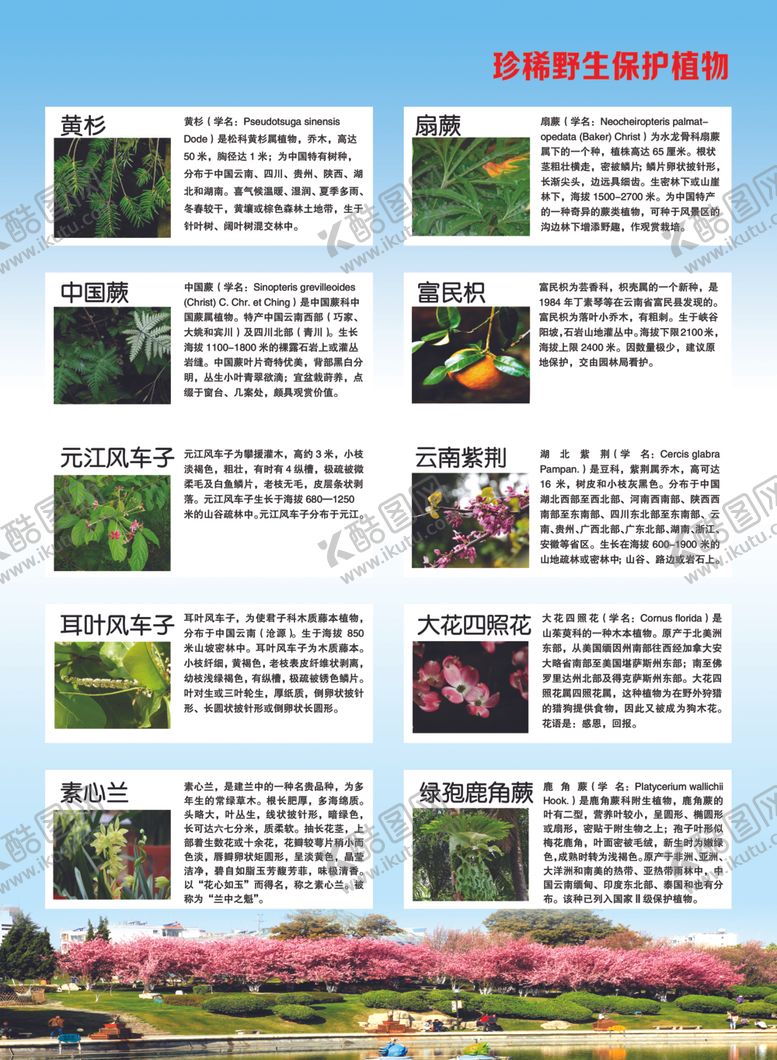 编号：78474507050052435410【酷图网】源文件下载-野生保护植物