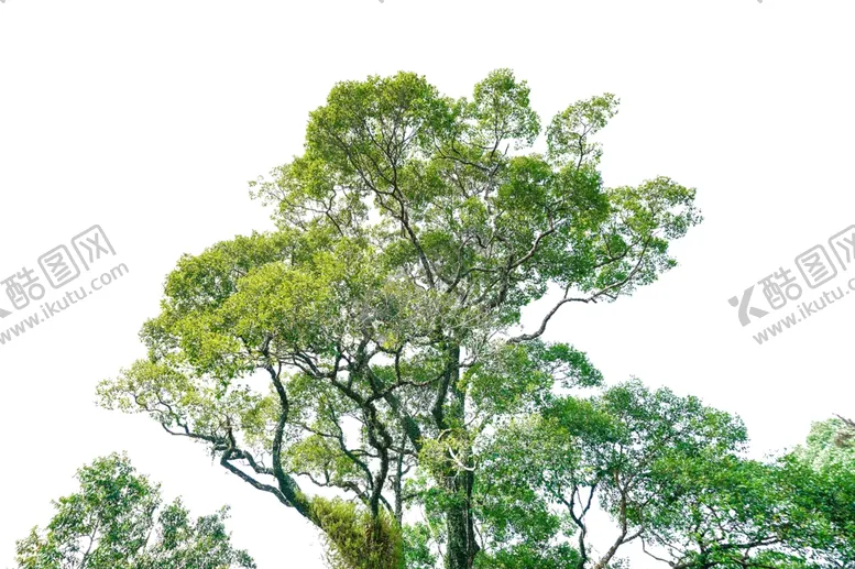 编号：26996607081034054235【酷图网】源文件下载-树木大树绿色公园背景素材