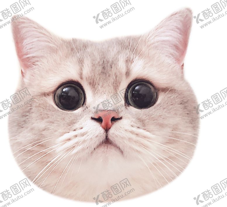 编号：10675106181307001499【酷图网】源文件下载-小猫