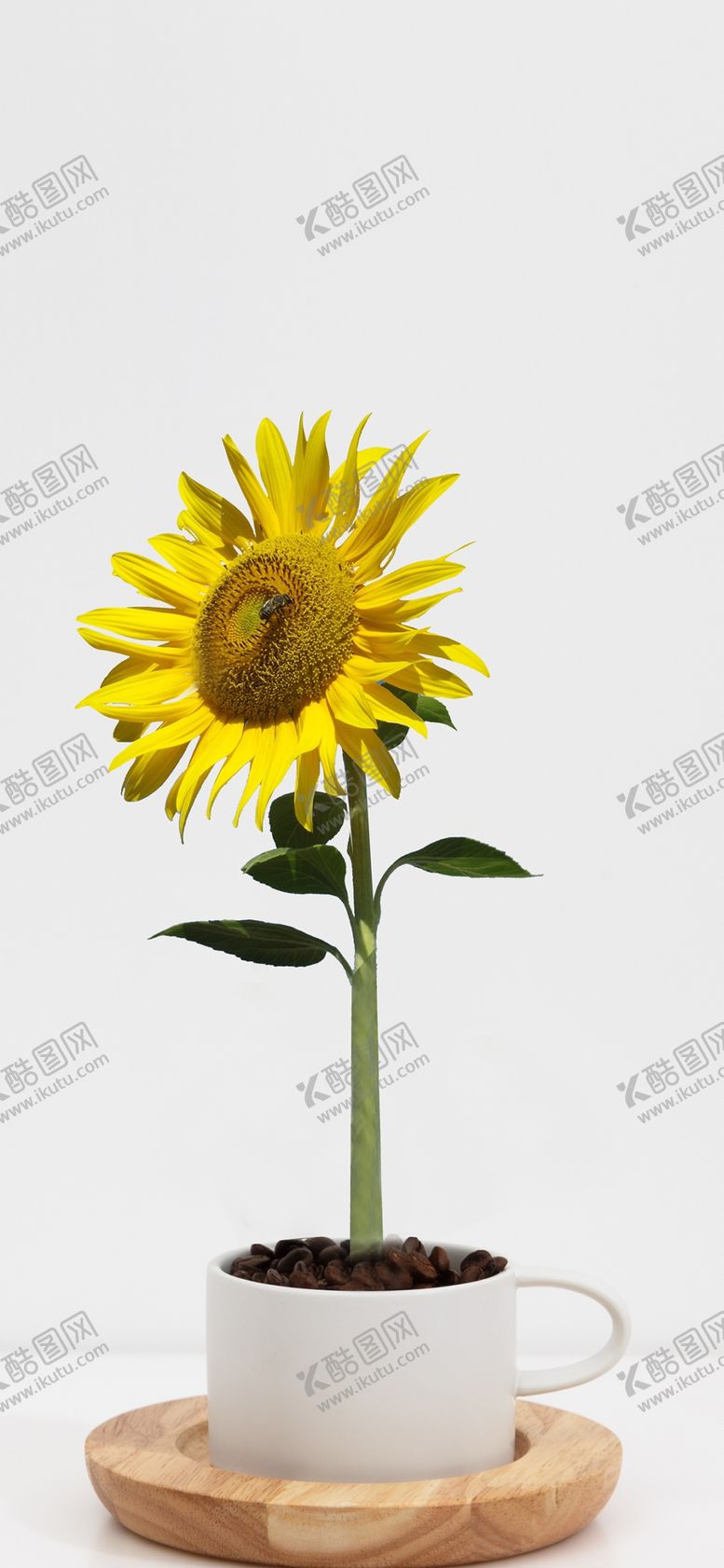 编号：27953910230402292079【酷图网】源文件下载-手机壁纸
