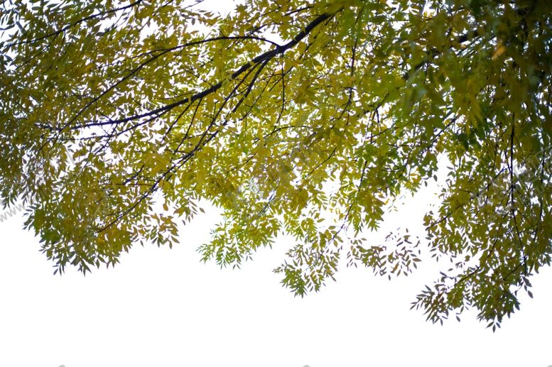 编号：35799209260644085602【酷图网】源文件下载-树叶枝头夏季背景远景海报素材