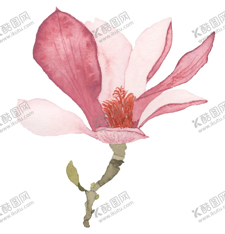 编号：33156106171447327381【酷图网】源文件下载-水彩绘画玉兰花图案