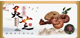 灵芝
