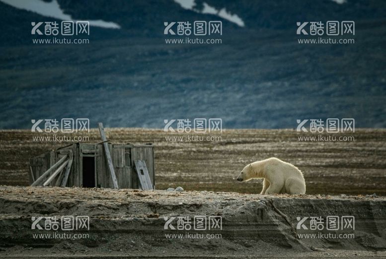 编号：56558812201219378428【酷图网】源文件下载-北极熊