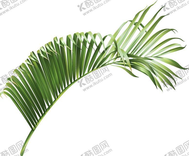 编号：15101004110019323376【酷图网】源文件下载-热带叶