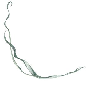 小清新水彩植物树枝