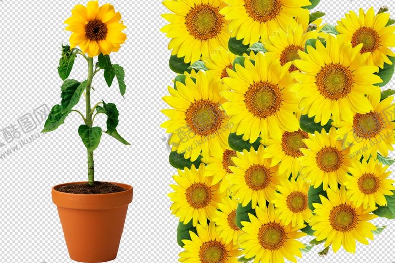 编号：35844809220423446925【酷图网】源文件下载-向日葵一盆向阳花太阳花