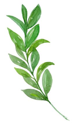 手绘植物