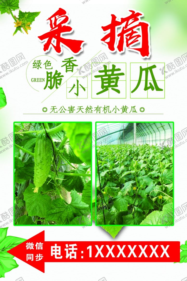 编号：73037605070253563724【酷图网】源文件下载-采摘黄瓜展板