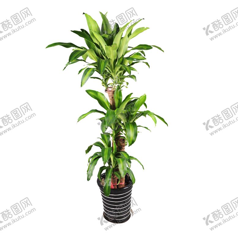 编号：96656409191015014417【酷图网】源文件下载-绿色植物