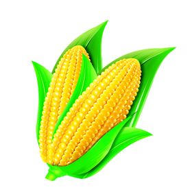 玉米