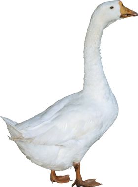 鸭子