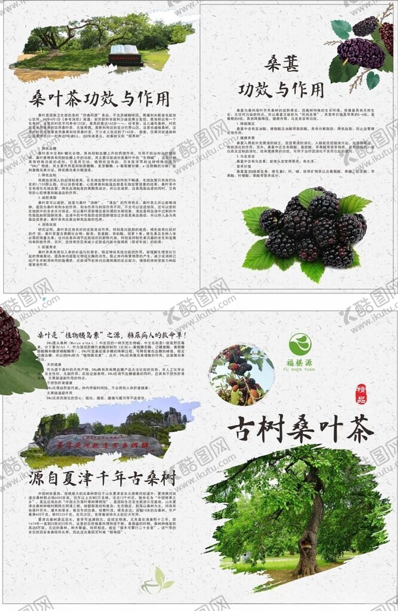 编号：12195802241006128536【酷图网】源文件下载-桑叶茶单页文字未转曲