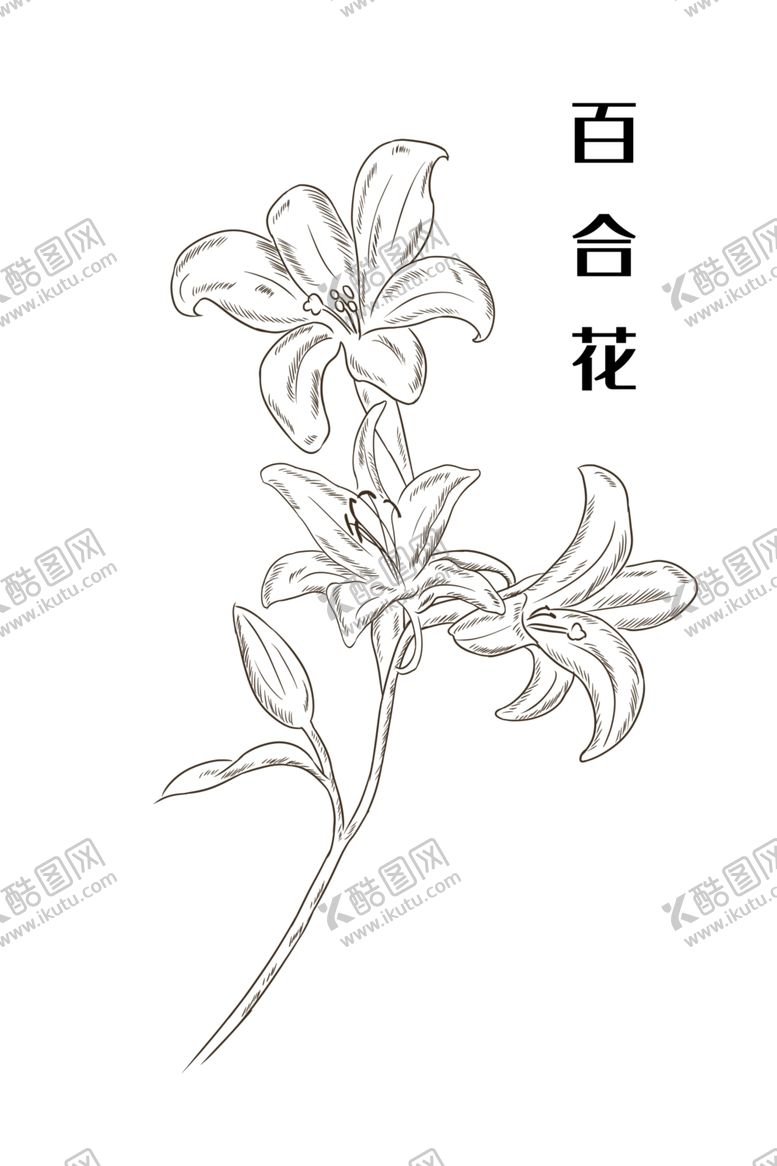 编号：78704305031832235893【酷图网】源文件下载-百合花