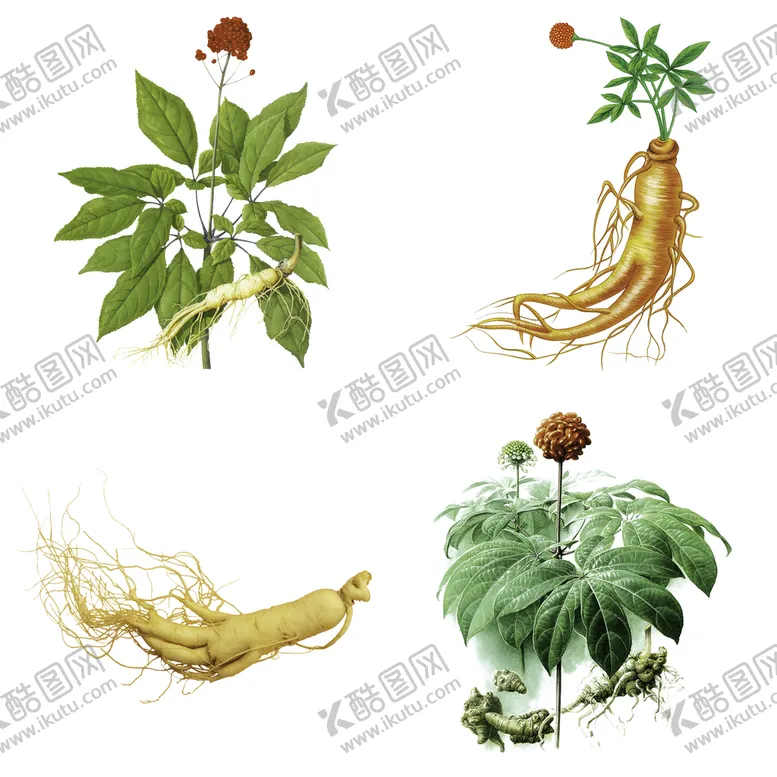 编号：09531210021353088520【酷图网】源文件下载-中药药材草药人参西洋参