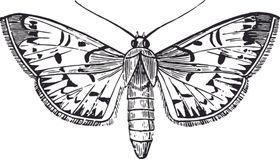 自然昆虫蝴蝶标本插画