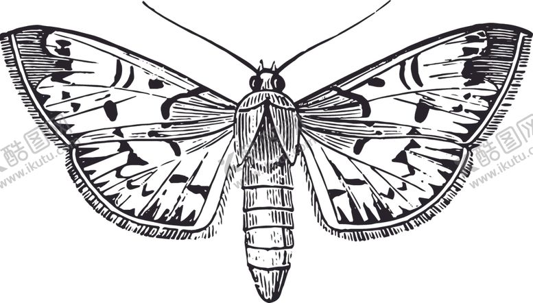 编号：22533610032019401041【酷图网】源文件下载-自然昆虫蝴蝶标本插画