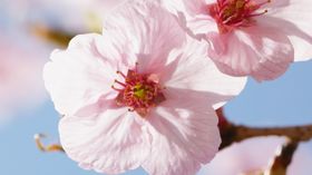 花朵粉色花花儿鲜花美