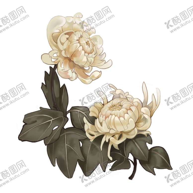 编号：68450507062349229137【酷图网】源文件下载-菊花素材