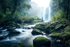 山林风景阳光光芒树枝