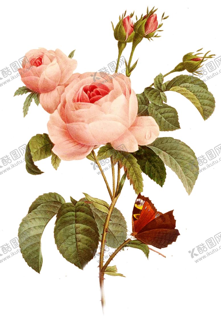 编号：49591209281814237185【酷图网】源文件下载-玫瑰花装饰素材