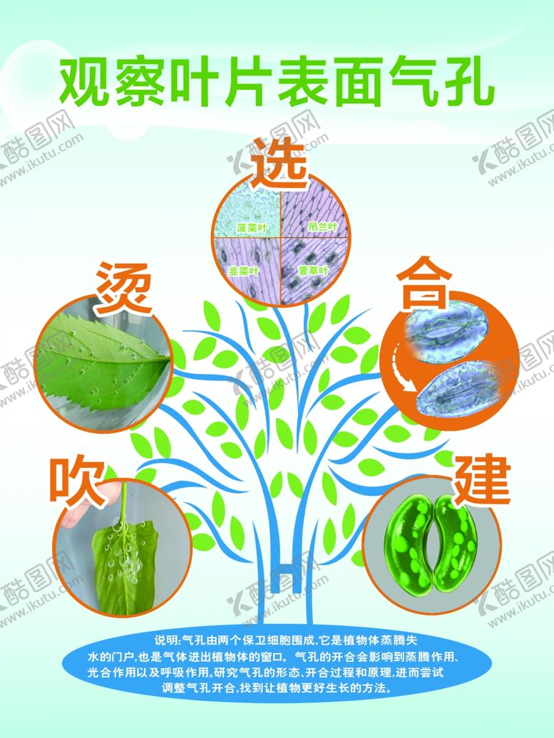 编号：96711810081119578369【酷图网】源文件下载-观察叶片表面