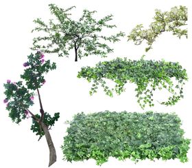 鲜花花卉绿植红花绿叶