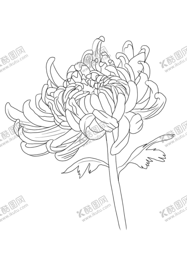 编号：29558409292005367576【酷图网】源文件下载-菊花