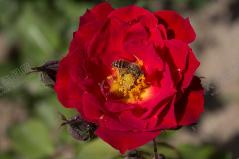 编号：75396110111210086229【酷图网】源文件下载-月季