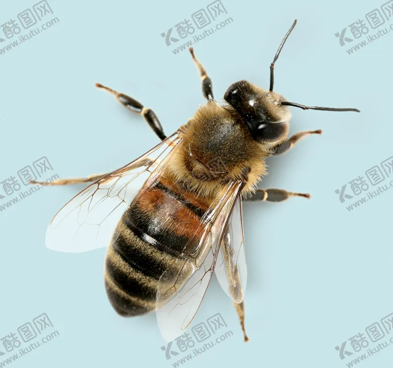 编号：23018410301514436342【酷图网】源文件下载-蜜蜂