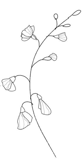 手绘植物花卉