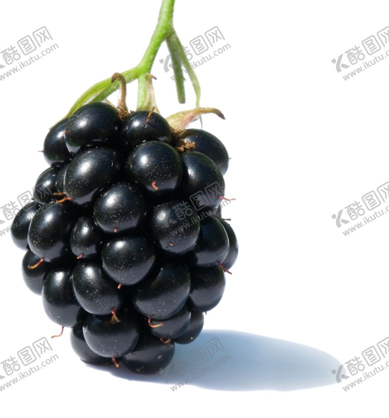 编号：51533909170603209837【酷图网】源文件下载-黑莓