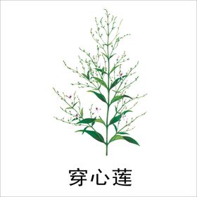 草本植物药材图片