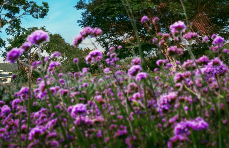 编号：65365009170108392858【酷图网】源文件下载-花园林