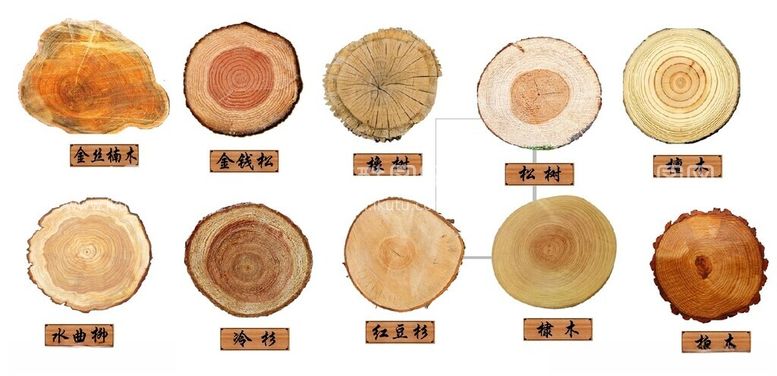 编号：10056302101207184572【酷图网】源文件下载-各种树木的年轮