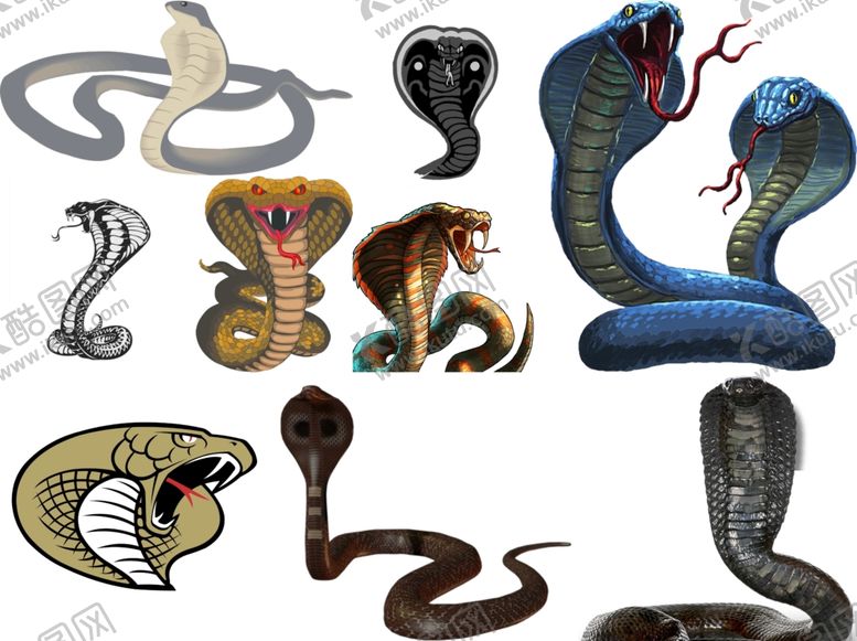 编号：50032009200724243461【酷图网】源文件下载-眼镜蛇png免扣高清素材