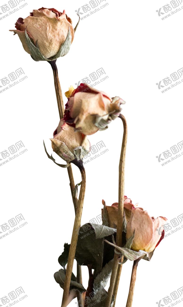 编号：16954707082340384509【酷图网】源文件下载-免抠背景干花枯花