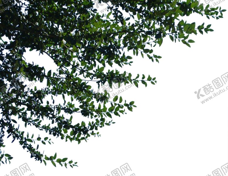 编号：14599507121115059445【酷图网】源文件下载-前景树
