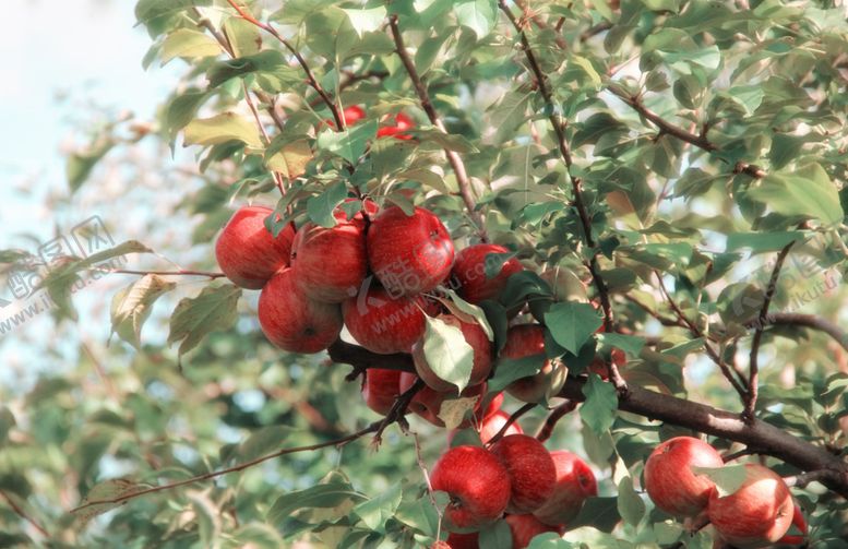 编号：37630009180250028697【酷图网】源文件下载-树枝上的苹果