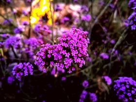 丁香花