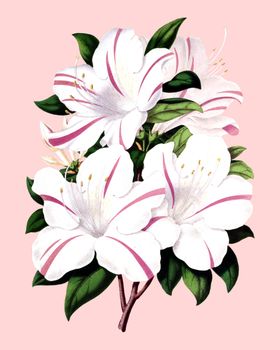 花卉植