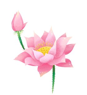 粉色荷花