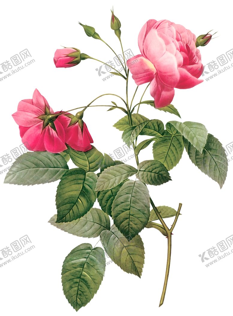 编号：45868301191423084606【酷图网】源文件下载-花卉素材