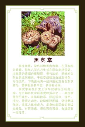 黑虎掌介绍