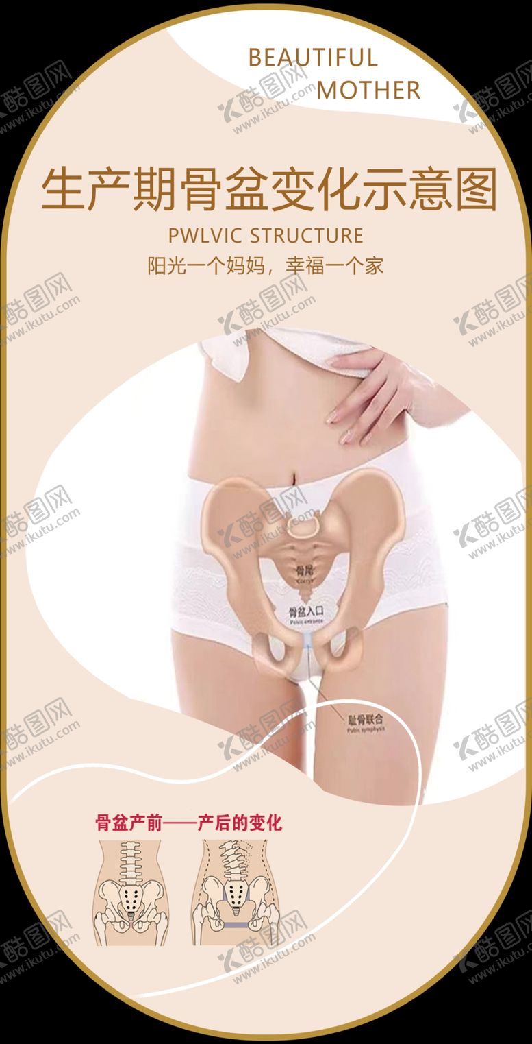 编号：95035902261746595936【酷图网】源文件下载-骨盆