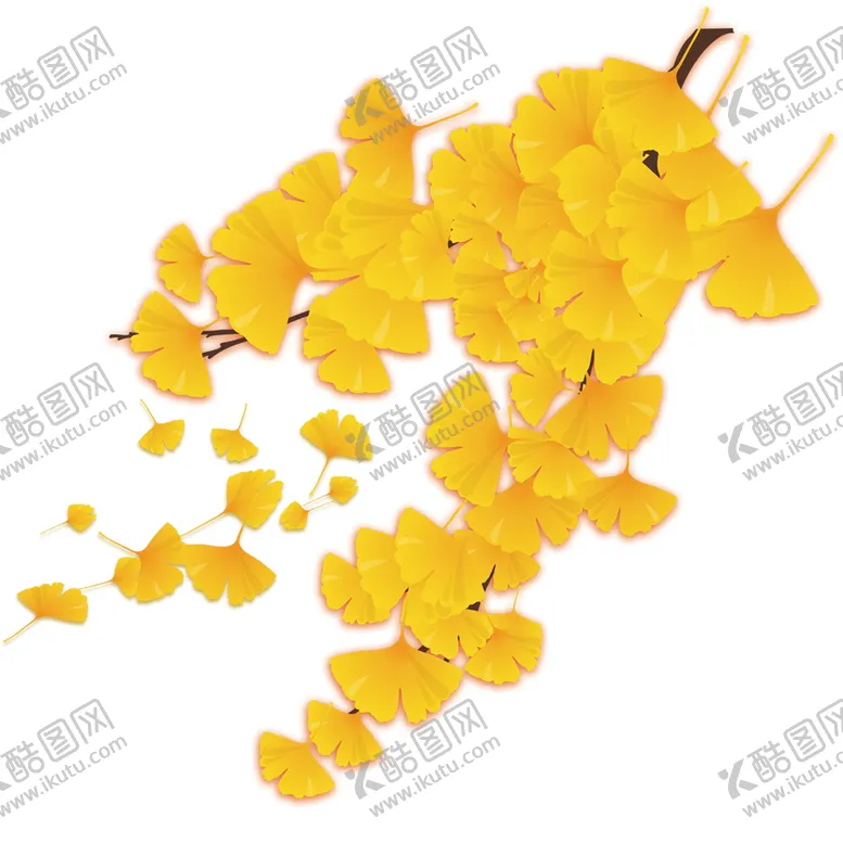 编号：68224204222130207341【酷图网】源文件下载-秋天银杏叶