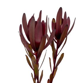 免抠背景干花枯花
