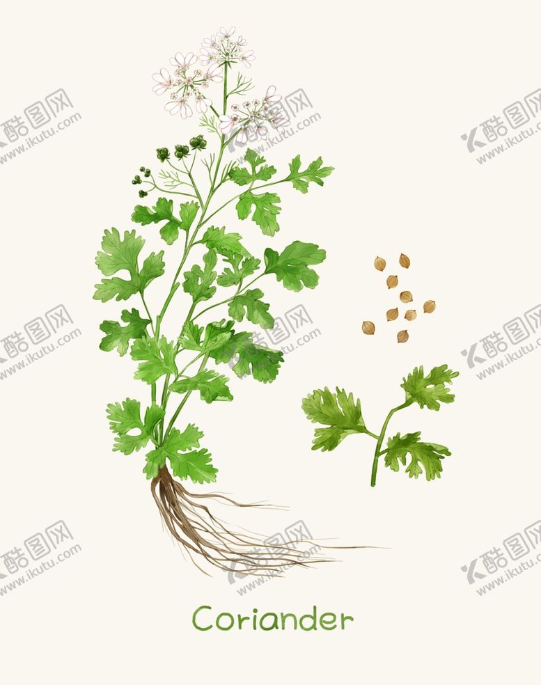 编号：42094209231637171563【酷图网】源文件下载-手绘植物