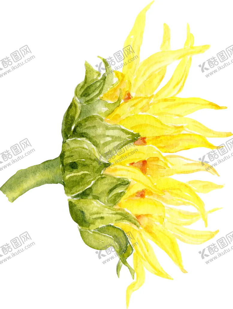 编号：77453704220004578303【酷图网】源文件下载-水彩植物花朵装饰